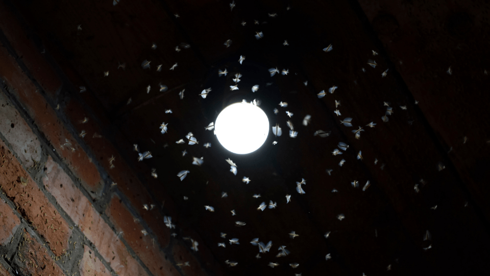 bichos atraídos por luz exterior