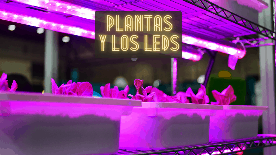Plantas y los LEDs